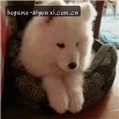 孙悦
